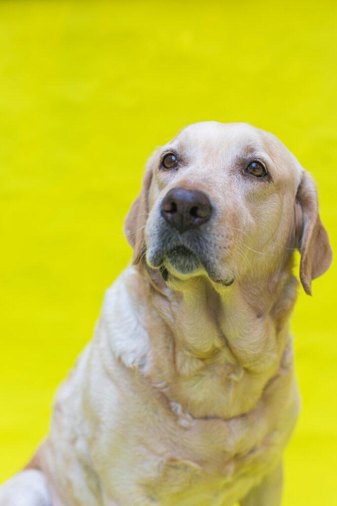 Manavgat’ta Veteriner Seçimi: Evcil Hayvanlarınız İçin En İyi Hizmetler
