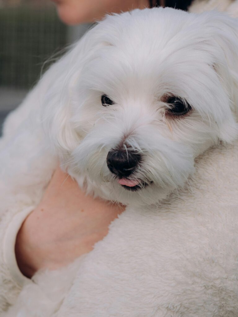 Manavgat Veteriner : Sağlıklı Dostlar İçin Güvenilir Adres