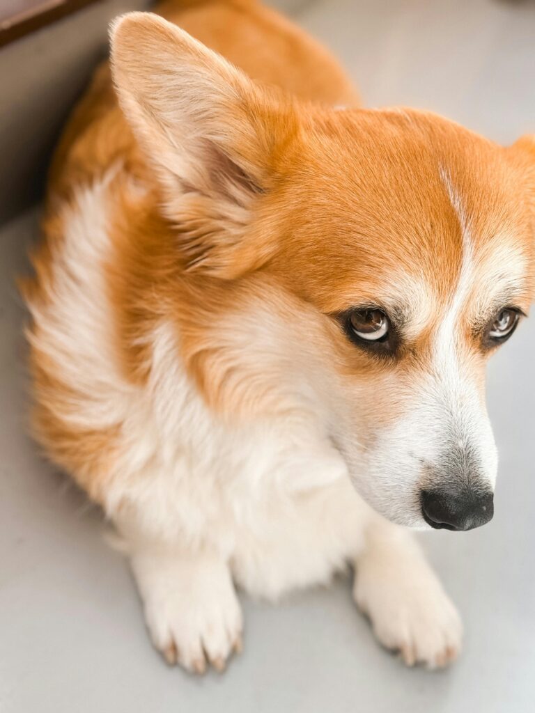 Manavgat Veteriner : Evcil Dostlarınız İçin Güvenilir Adres